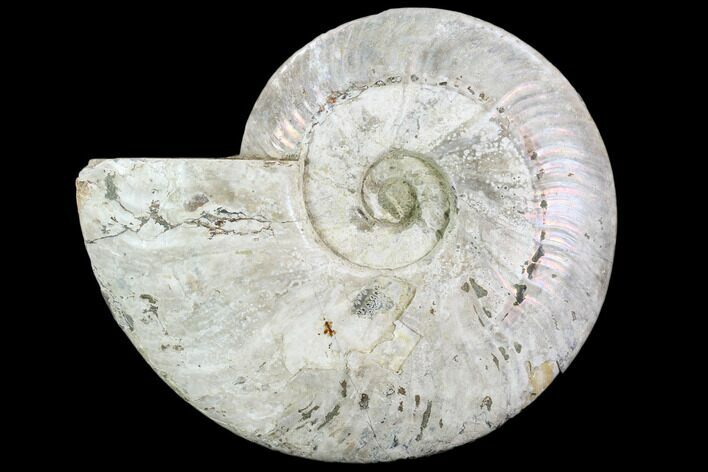Silver Iridescent Ammonite - Madagascar #104073